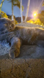 SanjuanaEytchisonMy pet pic <3 Bild 2