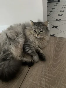 Zdjęcia AuroraLean Busya 🐱:  4
