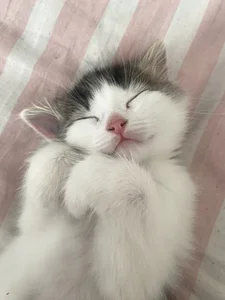 CindyMil my kitty Εικόνα 9