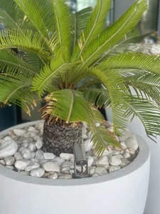 Public od Sperma_v_rotic  3 snímek