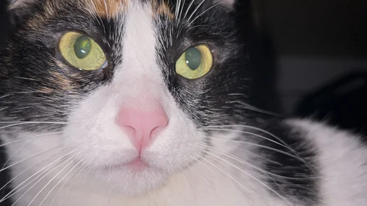 MitchellXD My cat "kiki" Foto 9