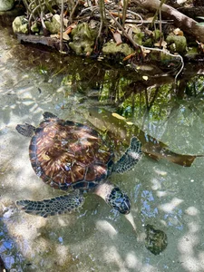 zui_lu kullanıcısının 🐚🌺🧡☀️ albümü -  5 fotoğraf