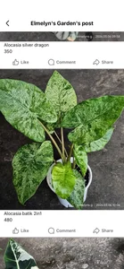 hyacinth30 Public Hình 2