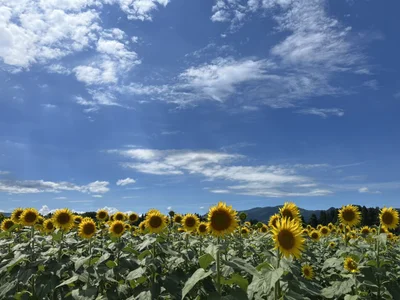 841_yayoi その他 Immagine 