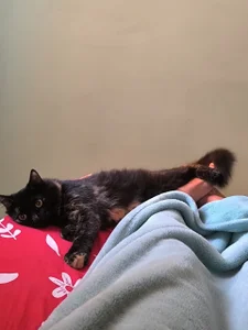 My pets ❤️😻 od Chloee_Reed  7 snímek