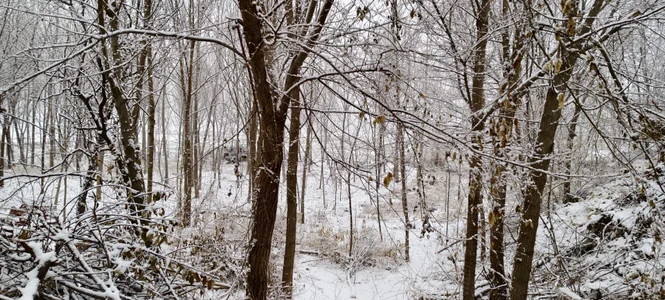 雪中密林 od huzi518  2 snímek