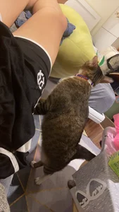 bigbb101011 貓貓日記 Hình 7