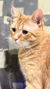 My love 😍🫶 od CrystallPaws  3 snímek