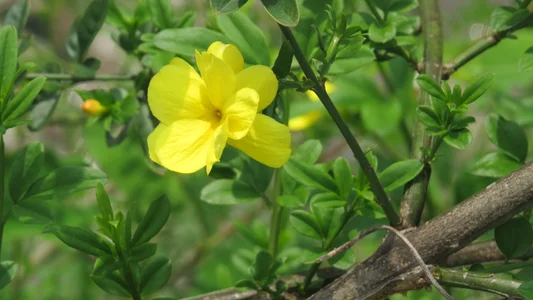 AngelwithEcup 春天来了 Spring comes Foto 8