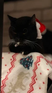 NatalForsy My kittys^^ Kuva 3