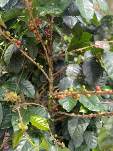 Gretten_wright Walking through the countryside and learning more about coffee🌦️ Foto 9