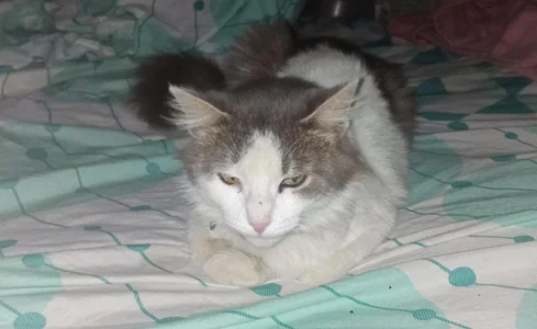 my baby kittens de Mizuki_genshin  3 Imagens