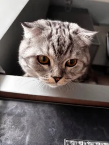 gRey junior 🐱 de ReiYosimoto Foto 4