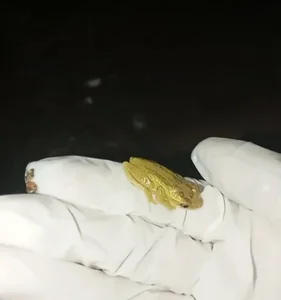 Atley_DollyWeird stuff图片