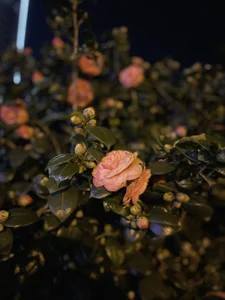 AnnJey MY HOBBY slika 3