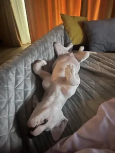 Misslullu Daily routine  6. fénykép