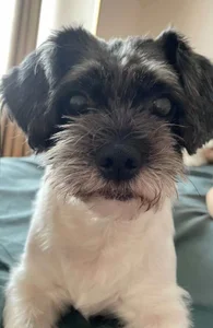 Gxhmelx-xiaoxiao kullanıcısının 调皮捣蛋❤️ albümü -  7 fotoğraf