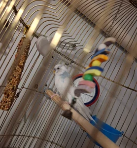 CindyAhKiss My parrot Yasha🦜 Pic