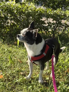 Elis_Fox my beautiful Dana 🐶🐕❤️ 사진 9