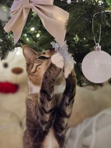 NatalForsy My kittys^^ Kuva 9