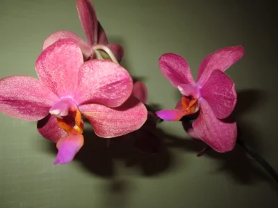 My orchids! od MISSBOOBS  2 snímek