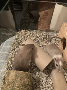 Sweet_sully__ MIS MASCOTAS/MY PETS  9টি ছবি