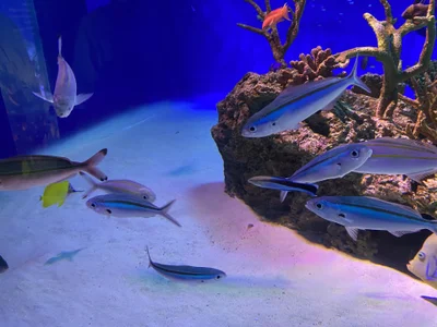 Zdjęcia mami_ch 水族館にいきました🐟:  2