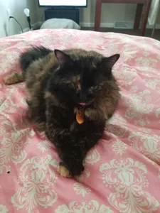 DallaStone Lucky صورة واحدة|DallaStone Lucky صورتان|DallaStone Lucky  2 صور|DallaStone Lucky  2 صورة