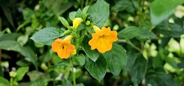 Kore_Persephone 📸🩵🪷🌻My Friends the Flowers🌻🪷🩵📸🎬🌿🥀 사진 2