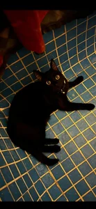 BornLoco Public Foto 5