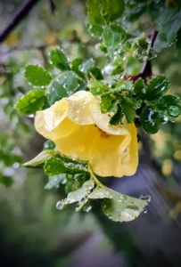 bobo_leesha01 Public Pic 2