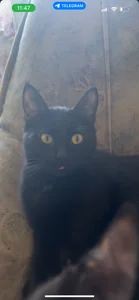 NanaDaizy My Cats😻 Pic 2