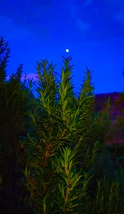 alicce_moon_ Pictures I took 🖤 圖片 6