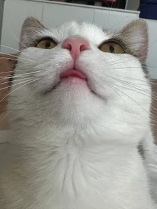 AdeleBabyGirlMy cute cat图片 4