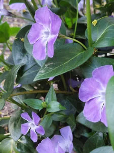 Divinna TAVASZ A KERTBEN Foto