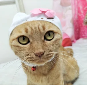 -mirurun08-: にゃんこ♥　Cat ( 3 фото)