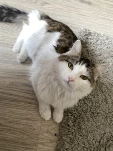 CindyMil My kitten Foto 6