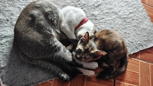 NChai5259 Public Foto