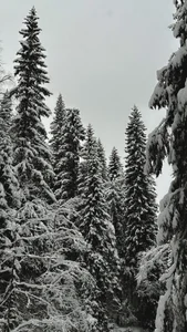 MaryMurray Winter fairytale ❄️ Foto 7