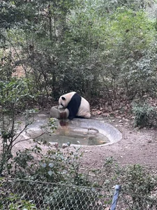 Rabbit-15 Public 圖片 9