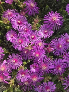 Korea-Kiss 이쁜꽃 Pic 8