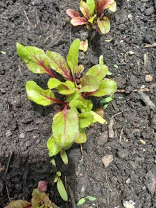 Gardening de sunnydude255 Foto 3