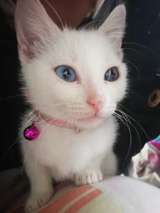 andrew_uwu_ kullanıcısının My feline daughter, she is Zoe ❤️ albümü -  fotoğraf