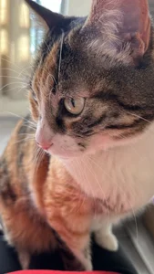 little_kawaiigirl_ 🐈💖MY BABYS💖🐈 Pic