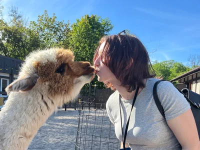Amalia_Lambert_13 Alpacas! slika