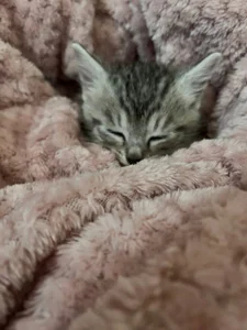 EvaThopsonmy cat Whiskey图片