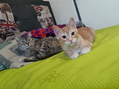 valerie_mase my baby cat's Pic 3