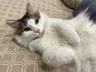 CindyMil my kitty Εικόνα 7