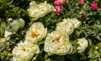 Audrey_Aura colors of nature Pic 2