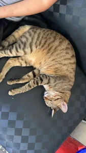 bigbb101011貓貓日記图片 6